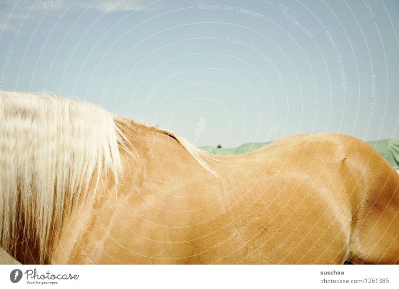 horseback Sky Horse Exterior shot Summer Ride pony farm Farm Pony Horseback Mane