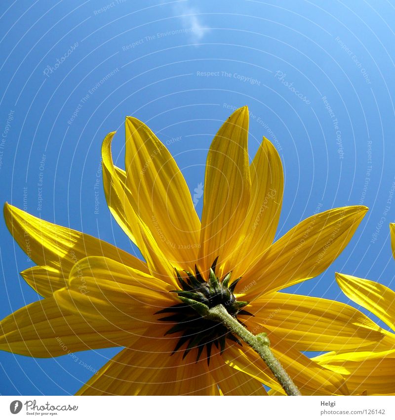 yellow blossom from the frog's eye view in front of a blue sky Flower Blossom Sunflower Blossom leave Stalk Side Side by side Towering Yellow Green Brown Long