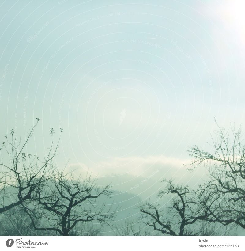 BOSCOP IN JAPAN Tree Fog Sky Winter Cold Headstrong Market garden Foreground Background picture Soft Delicate Blown away Sanddrift Warped Fir tree Forest
