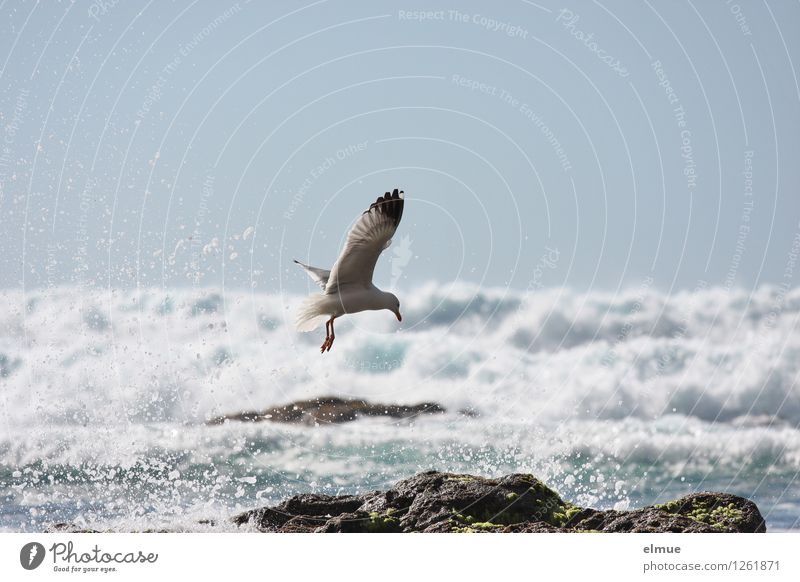 morning shower Nature Water Cloudless sky Beautiful weather Rock Waves Coast Bird Seagull 1 Animal Freedom Wing Movement Flying Elegant Fluid Fresh Infinity