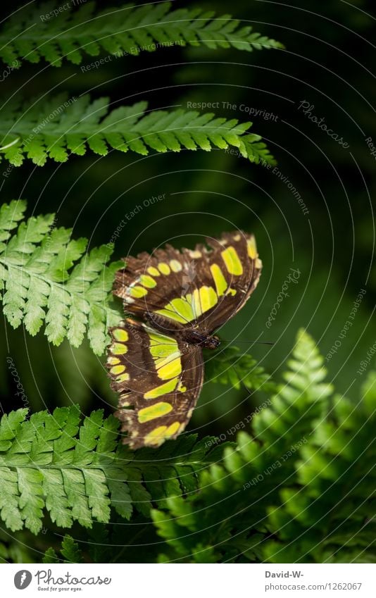 Green Butterfly Nature Plant Animal Sunlight Summer Beautiful weather Fern Park Forest Wing Zoo 1 Discover Relaxation Wait Elegant Exotic Insect Pattern Fragile