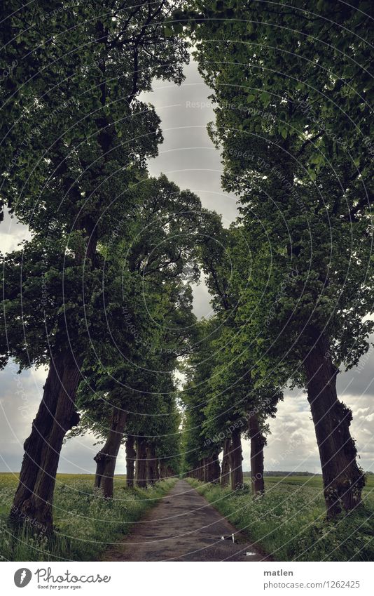 Pomeranian Avenue Nature Landscape Plant Sky Clouds Horizon Weather Bad weather Tree Grass Field Brown Gray Green Right ahead pomeranian Colour photo