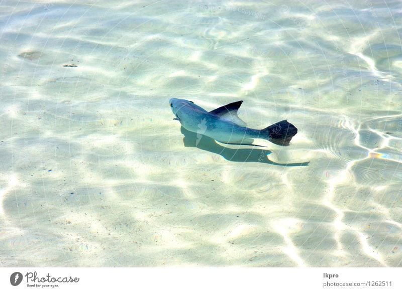 little fish isla contoy in mexico Beautiful Relaxation Tourism Freedom Beach Ocean Nature Animal Sand Beautiful weather Rock Coast Stone Drop Wild Blue Brown