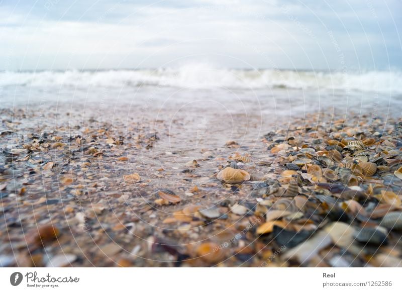 surf Nature Landscape Elements Sand Water Sky Clouds Summer Bad weather Mussel Mussel fragments Mussel shell Shell sand Waves Coast Beach North Sea Ocean Surf