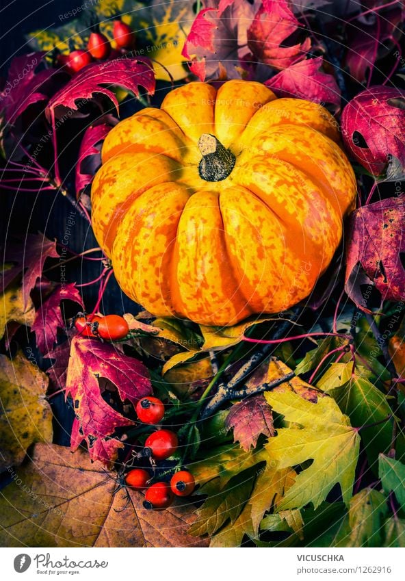 Pumpkin on herb leaves Vegetable Style Design Garden Feasts & Celebrations Thanksgiving Hallowe'en Nature Autumn Plant Yellow Tradition Background picture