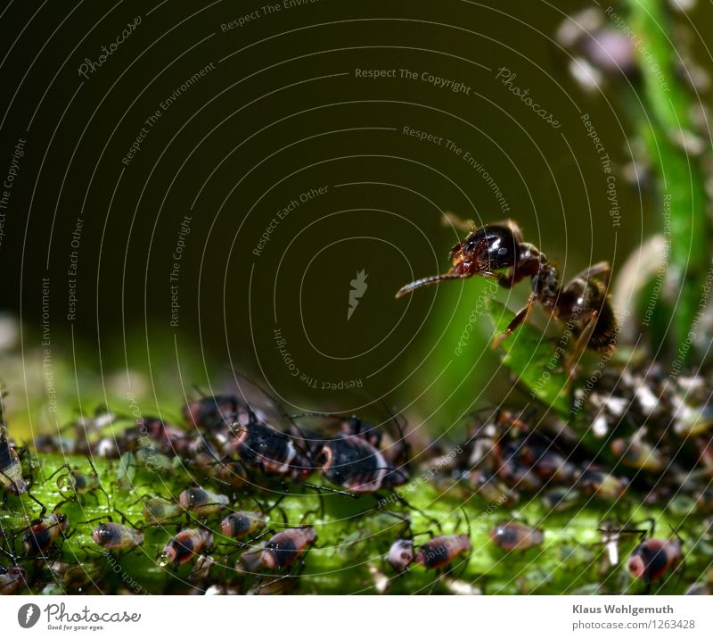 exodus Environment Nature Animal Summer Plant Foliage plant Garden Park Forest Wild animal Ant Greenfly 1 Group of animals Herd Baby animal Animal family