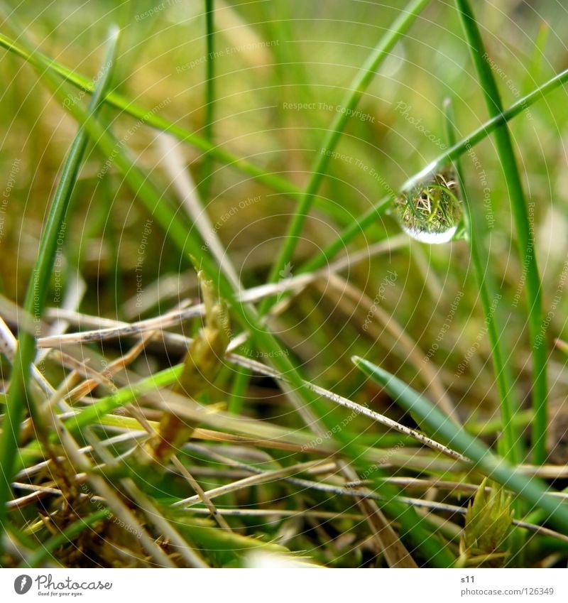 Little Twisted World Mirror Nature Plant Water Drops of water Grass Meadow Rotate Wet Speed Brown Green Transience Grass green Light brown Beige Inverted