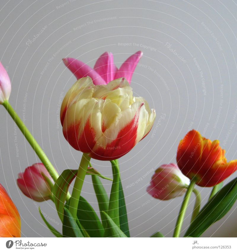 tulips Tulip Blossom Flower Multicoloured Difference Life Versatile Muddled Mixture Humor Dress up Crown Yellow Red Pink Green Gray Beautiful Multiple plump