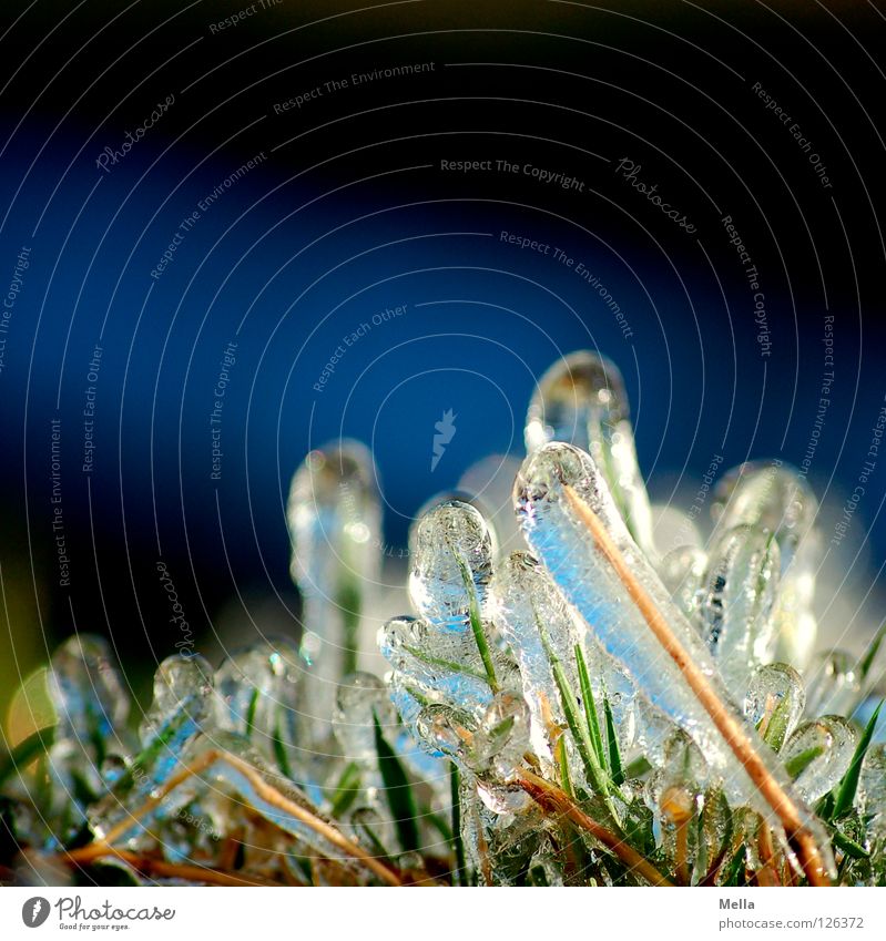 Spring Ice III Environment Nature Plant Winter Frost Grass Blade of grass Growth Fresh Cold Sustainability Natural Blue Pure Frozen Colour photo Exterior shot