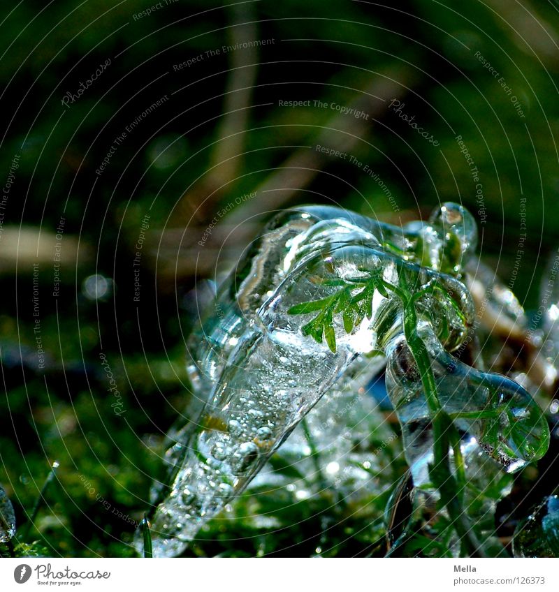 Spring Ice IV Environment Nature Plant Winter Frost Grass Growth Fresh Cold Sustainability Wet Green Pure Frozen Colour photo Exterior shot Deserted Day