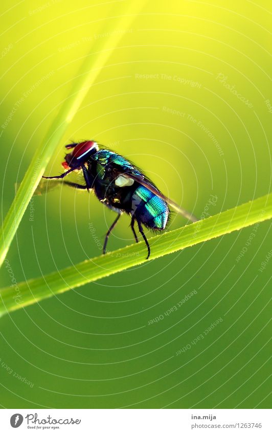 Gold Fly II Environment Nature Summer Grass Animal Wild animal Beetle Wing 1 Glittering Crawl Athletic Small Blue Yellow Green Blade of grass Greenbottle fly