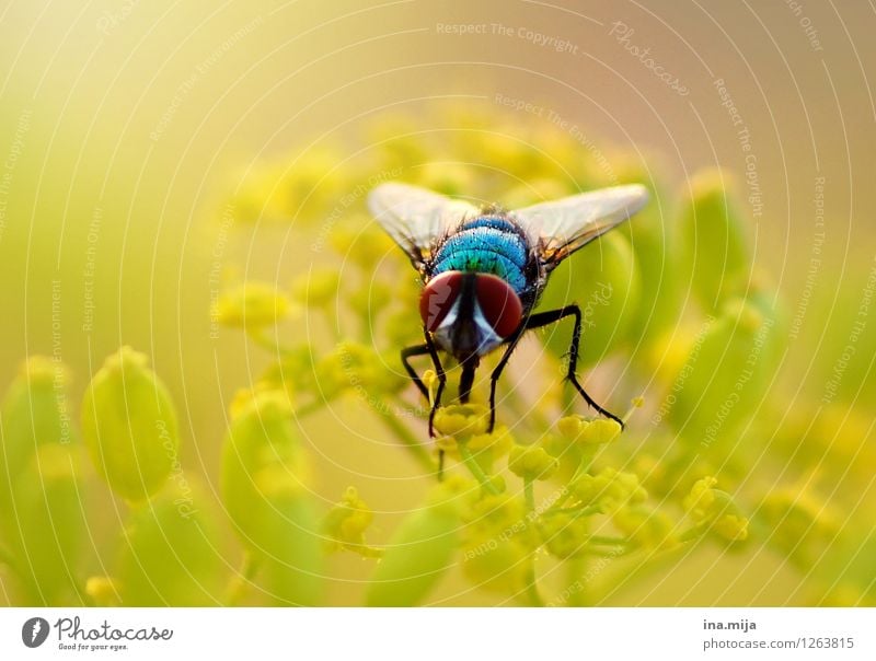 gold fly Environment Nature Plant Spring Summer Beautiful weather Flower Wild plant Garden Park Animal Wild animal Fly Beetle Animal face Wing 1 Flying To feed