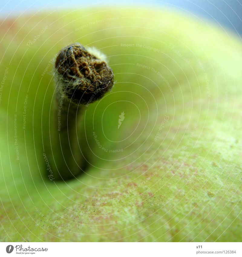 Apple III Crunchy Juicy Sweet Round Healthy Vitamin Red Yellow Green Nutrition Fruit sugar Macro (Extreme close-up) Close-up Anger Smoothness Stalk Nature cut