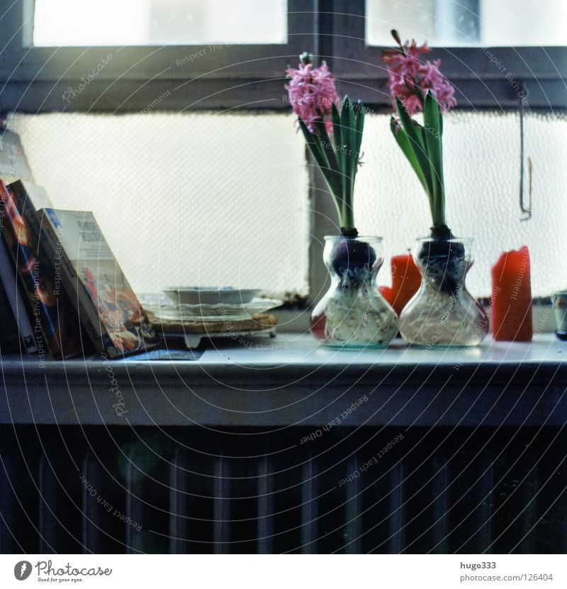 Anna's kitchen Flower Window Checkmark Old building Window board Green Pink Candle Red Kitchen 2 Medium format Book Cookbook Blossom Glass Plate Hyacinthus