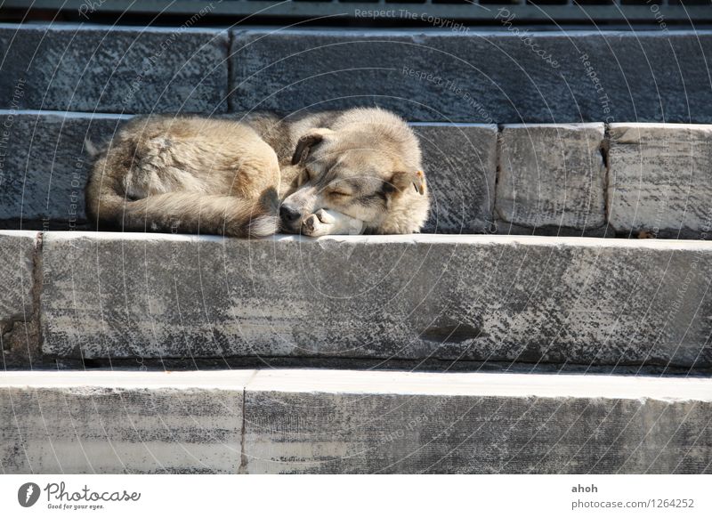 Powernap Istanbul Town Mosque Stairs Pet Wild animal Dog 1 Animal Stone Relaxation Sleep Cuddly Natural Positive Blue Brown Gray Love of animals Peaceful