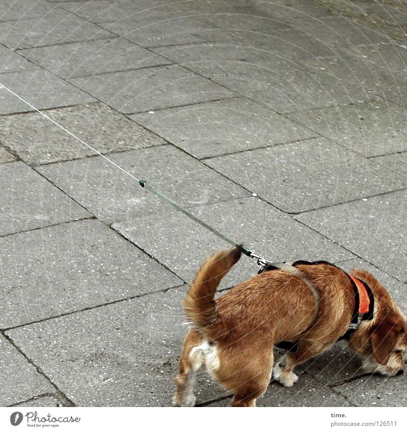 adrenaline rush Dog Brown Tails Concrete Sidewalk Traffic infrastructure Mammal Communicate Rope District Odor locate sound elixir of life Pull Legs Nerviness