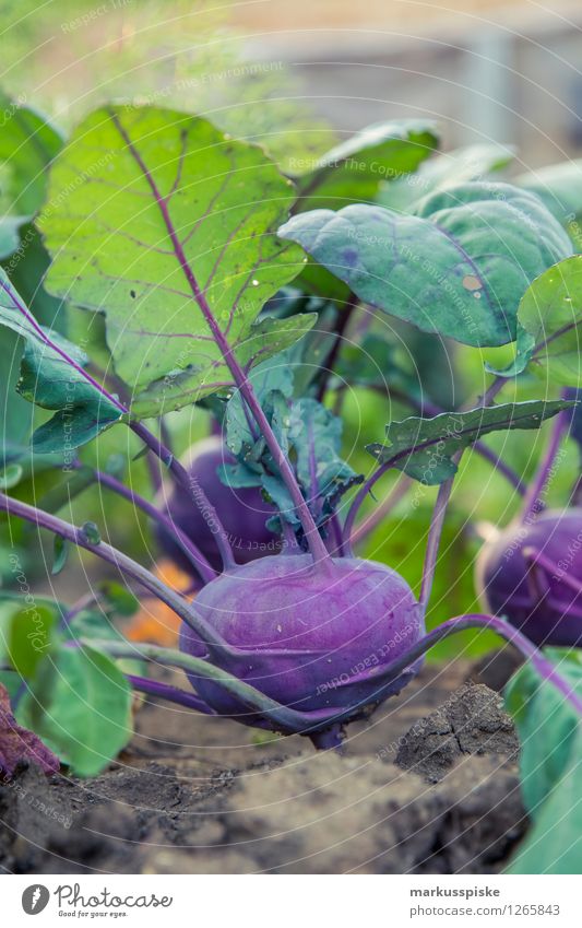 urban gardening red kohlrabi Food Vegetable Red cabbage Nutrition Organic produce Vegetarian diet Diet Fasting Healthy Eating Fitness Life Harmonious Well-being