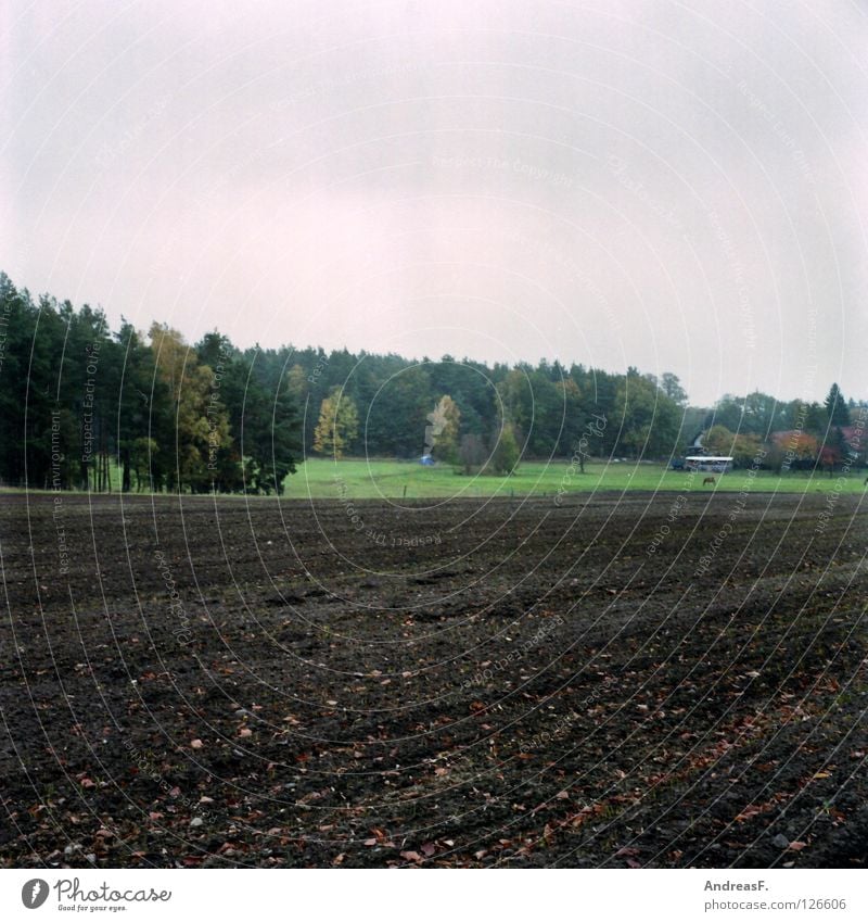 October Forest Edge of the forest Field Rural Medium format Agriculture Plow Autumn Gray Rain November Coniferous forest Farm Village Americas Province Sand