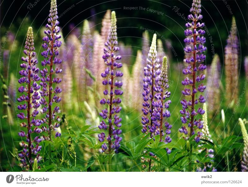 Wild Lupines Summer Environment Nature Landscape Plant Climate Beautiful weather Bushes Leaf Blossom Wild plant Lupine field Meadow Blossoming Fragrance