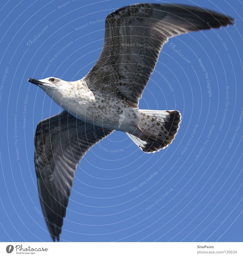 seagull Seagull Worm's-eye view Square Gull birds Bird Flying Sky Blue Stomach