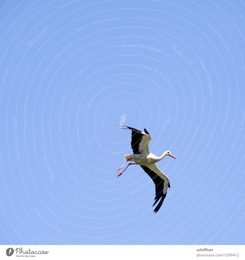 Spreedorado from the sky up... Animal Sky Sky only Cloudless sky Wild animal Bird 1 Flying Sailing Hover Stork Baby Birth Childhood wish Environment