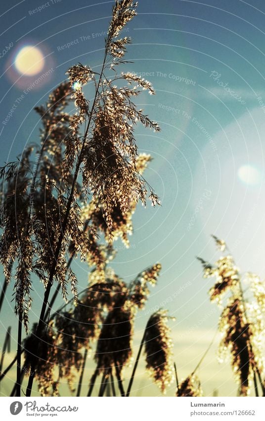 grass magic Grass Common Reed Blade of grass Air Light Sunset Evening sun Physics Glittering Glow Glimmer Goodbye Transience To console Longing Calm Beautiful