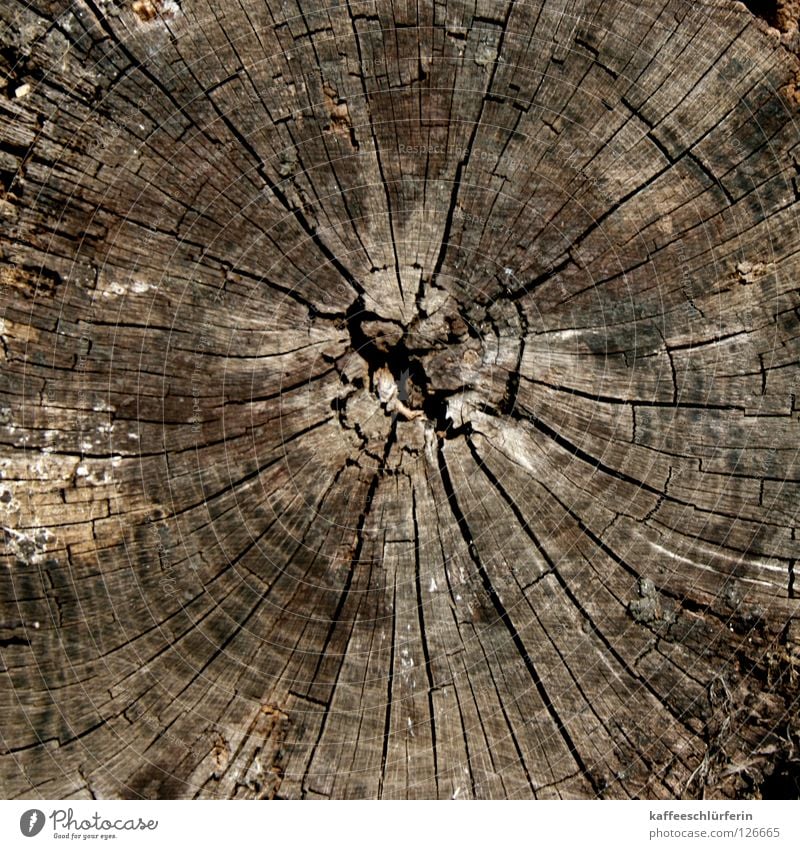 chronology Tree Annual ring Fallen Wood Brown Crack & Rip & Tear Polarisation tree rings Old Close-up