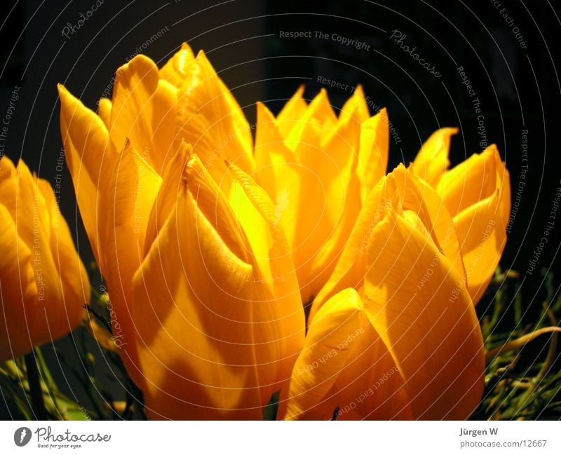 spring Tulip Yellow Flower Blossom Vase Light Nature Shadow bloom