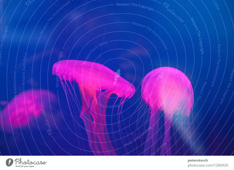 Jellyfish Spell 5 Animal Aquarium Illuminate Swimming & Bathing Esthetic Exceptional Elegant Fantastic Round Beautiful Moody Together Movement Relationship