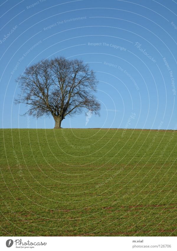 lonely tree Tree Meadow Field Green Loneliness Sky Nature Landscape Blue