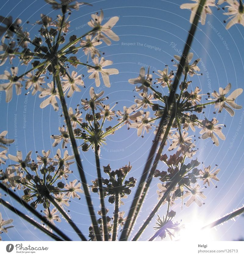 summer flower.... Flower Blossom Plant Meadow Wayside Blossoming Towering Stalk Green White Growth Flourish Sun Clouds Light Blossom leave Apiaceae Wild carrot