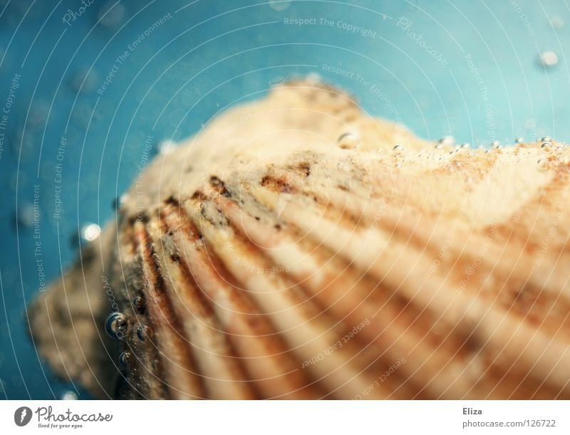 seashell Mussel Summer Vacation & Travel Ocean Bubble Bubbling Transparent Beautiful Decoration Beach Sand Souvenir Collection Seafood Drops of water Inject