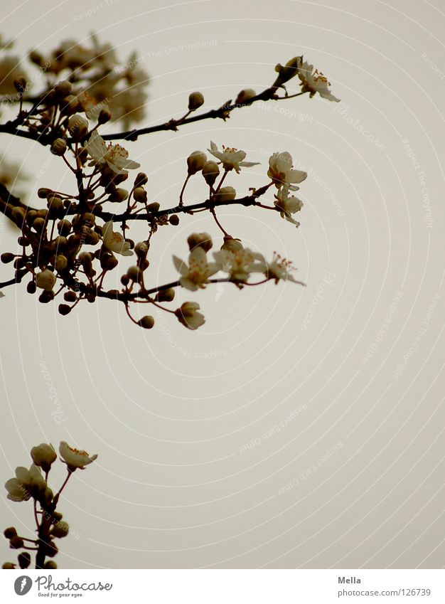 inception Blossom Tree White Spring Beginning Wake up Fresh Expel Far East Branchage Park Bud New kick Asia Japan Twig