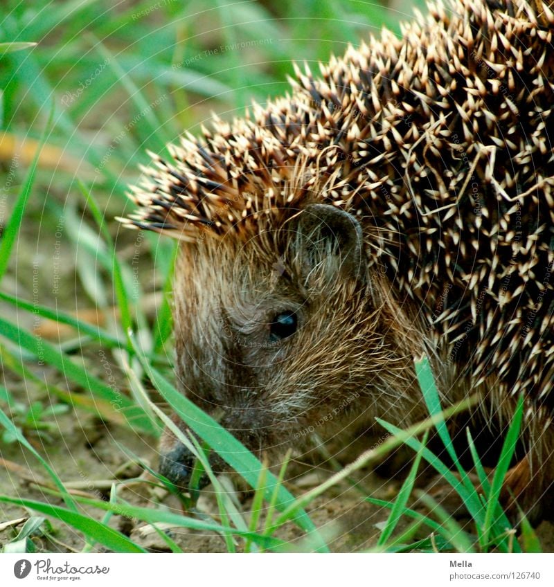 Hedgehogs, hedgehogs ... Grass Button eyes Thorny Pierce Defensive Animal Spring Mammal Dangerous Ear Protection prick Looking Observe free wilderness Free