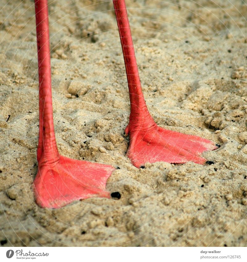 On slender feet Flamingo Bird Animal Thin Red Asymmetry Mammal Feet Legs Pole Water wings webbed membranes Amazed Sand Floor covering Nature Shadow Webbing