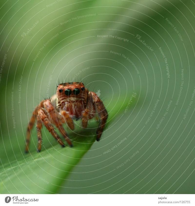 Look me in the eye Animal Wild animal Spider Jumping spider 1 Brown Green Tiny hair Eyes Legs Leaf Colour photo Subdued colour Exterior shot Close-up