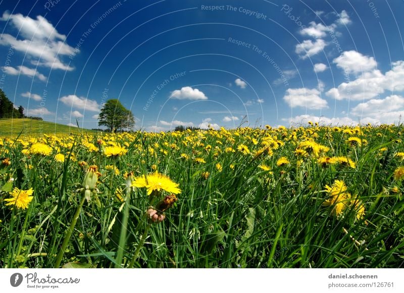 Spring meadow 2 Meadow Summer Beautiful weather Leisure and hobbies Tree Vacation & Travel Dandelion Flower Blossom Grass Break Green Lunch hour Green space