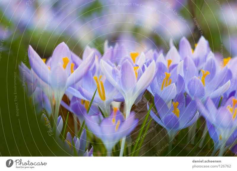 and yet spring is coming Spring Crocus Growth Blossom Pink Violet Yellow Grass Background picture Blossom leave Meadow Multiple Macro (Extreme close-up)