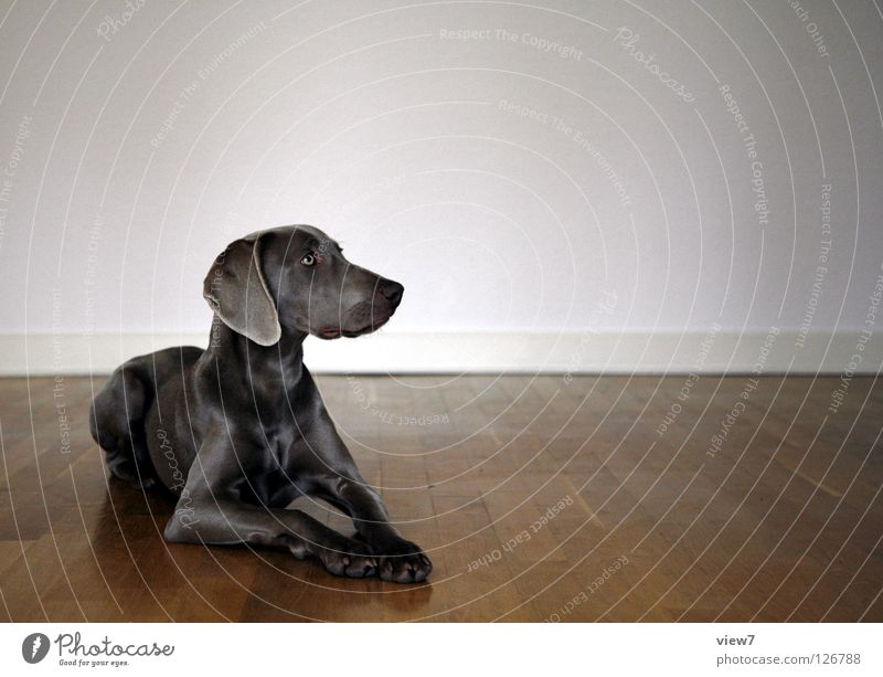 square Dog Parquet floor Wood Wall (building) Floor covering Mammal Weimaraner Room Contentment Looking away Copy Space right Bright background Animal portrait