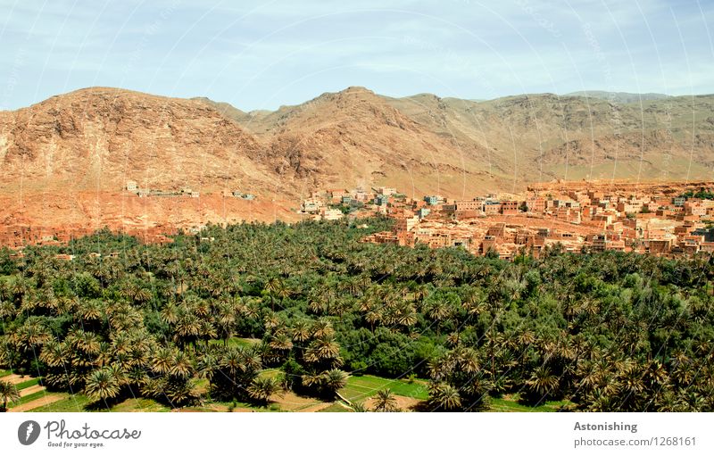 Oasis Morocco II Environment Nature Landscape Plant Sand Sky Clouds Horizon Summer Climate Weather Beautiful weather Drought Tree Exotic Palm tree Forest Hill