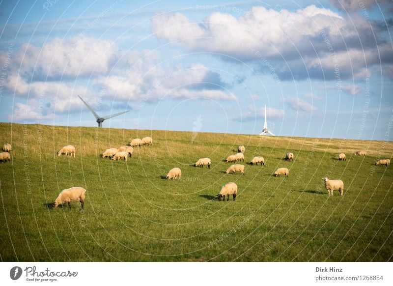 Sheep & Wind Energy Relaxation Vacation & Travel Tourism Trip Far-off places Freedom Summer vacation Sunbathing Environment Nature Landscape Sky Clouds