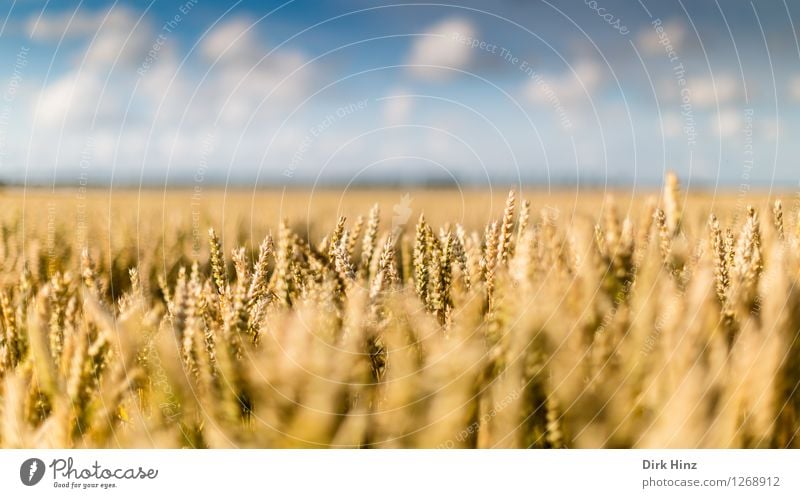 Agriculture close by Environment Nature Landscape Plant Sky Clouds Horizon Summer Beautiful weather Agricultural crop Field Infinity Natural Blue Gold