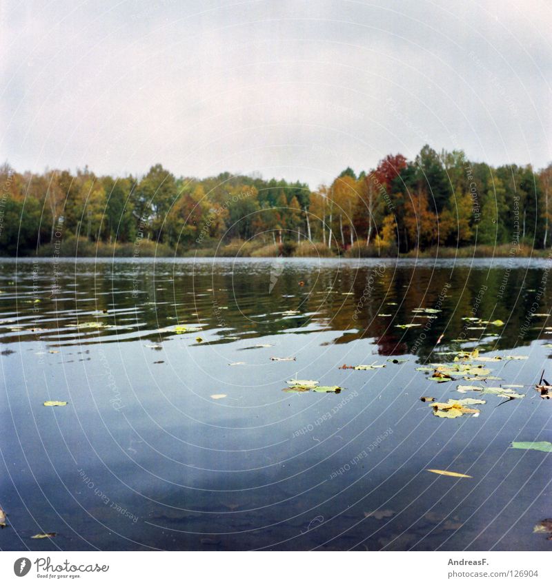 september Autumn October November Lake Leaf Deciduous forest Forest lake Surface of water Multicoloured Automn wood Autumnal colours Comfortless Medium format