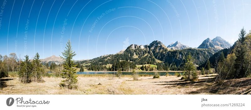 At Lake Lauenen Harmonious Contentment Relaxation Calm Summer Mountain Nature Landscape Autumn Beautiful weather Fir tree Common Reed Straw Grass Alps Peak