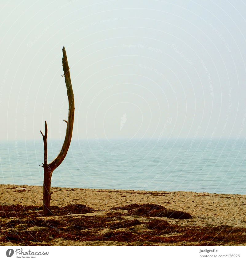 rest Lake Ocean Coast Beach Tree Air Vacation & Travel Algae Light Calm Environment Horizon Physics Summer Colour Baltic Sea Sand Tree trunk Branch Water Sky