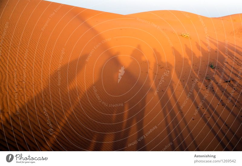 shadow plays Environment Nature Landscape Sand Sky Cloudless sky Horizon Sun Summer Weather Beautiful weather Warmth Drought Hill Waves Desert Erg Chebbi