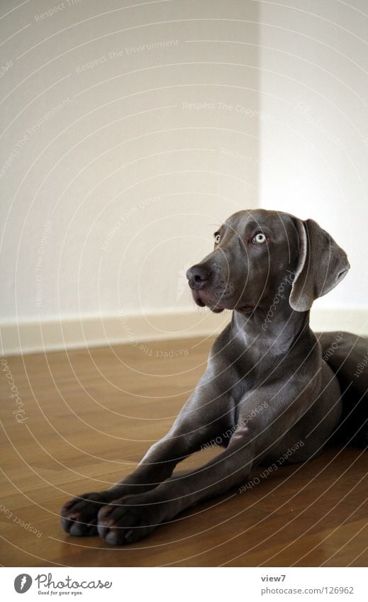 Look out! Dog Weimaraner Mammal Parquet floor Floor covering Wall (building) White Gray Paw Beautiful Cute Lie Looking flews Observe Pride Noble Nose Eyes