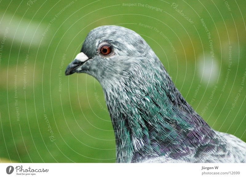 pigeon's eye Pigeon Bird Beak Park Grass Green Gray Feather Looking Eyes gey