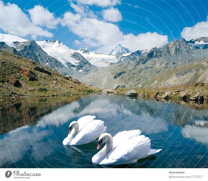 Only together... Mountain lake Swan Bird Lake Together Body of water Peak Romance Beautiful Plant Animal White Clouds Summer Nature Love Innocent Poultry Soft