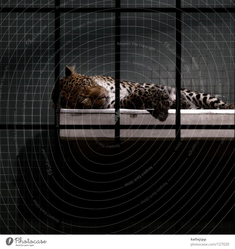 lived out Zoo Cage Captured Living thing Anguish Land-based carnivore Big cat Cat Panther Carnivore Pattern Grating Mammal Sleep Tile Lie Copy Space bottom Calm